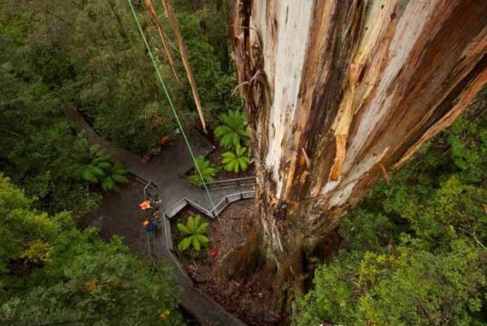 EUcaliptul, rădăcini australiene, dileme europene Centurion, cel mai înalt eucalipt din lume, Tasmania/www.australiangeographic.com.au/news