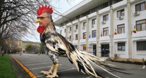 Când ești clapon și te dai cocoș! Imagine decorativă realizată cu IA
